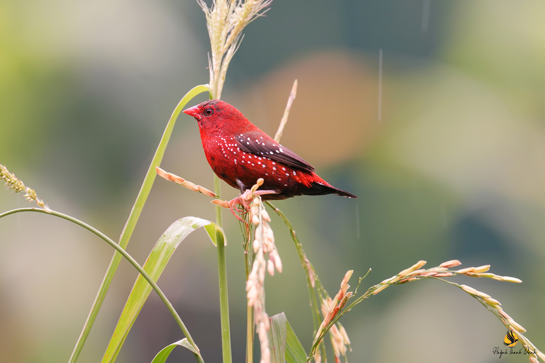 Mai hoa (Red Avadavat)