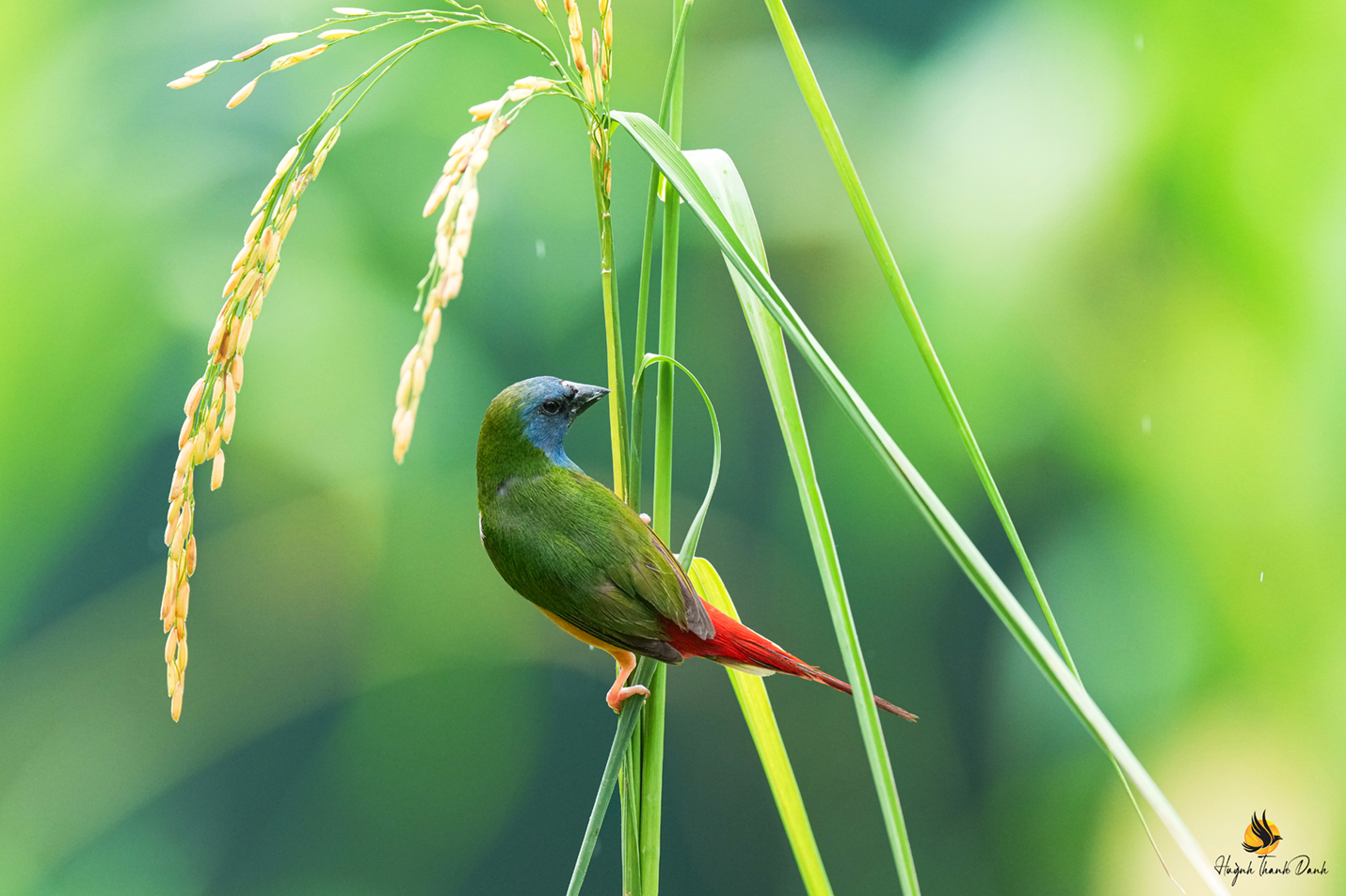 Di xanh (Pin-tailed Parrotfinch)